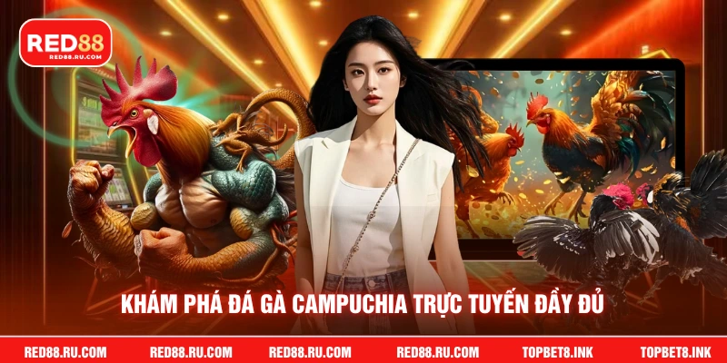 Khám phá đá gà campuchia trực tuyến đầy đủ