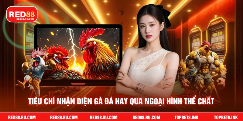 Tiêu chí nhận diện gà đá hay qua ngoại hình thể chất